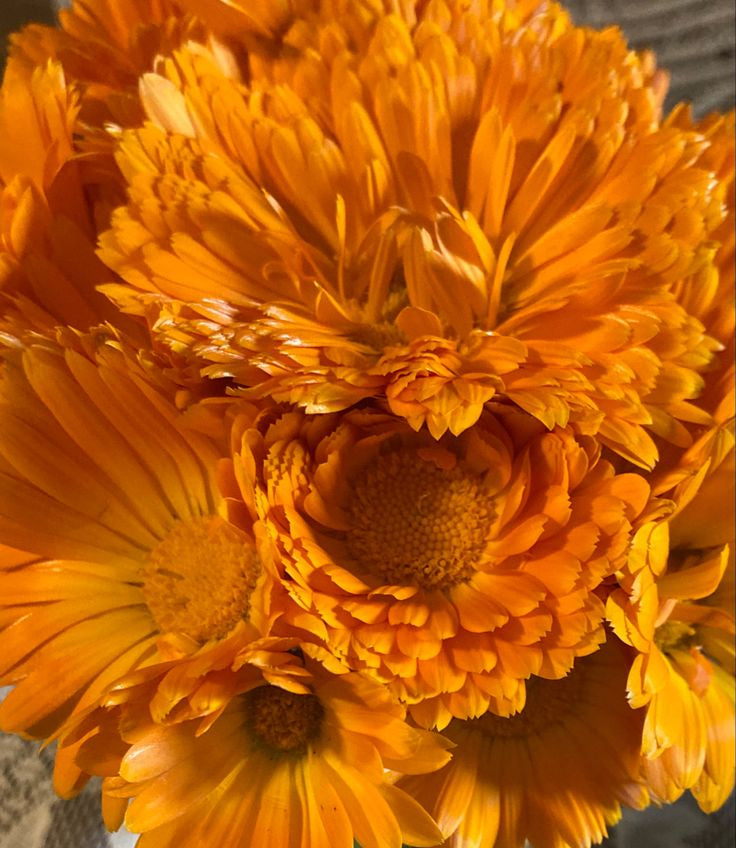 Calendula